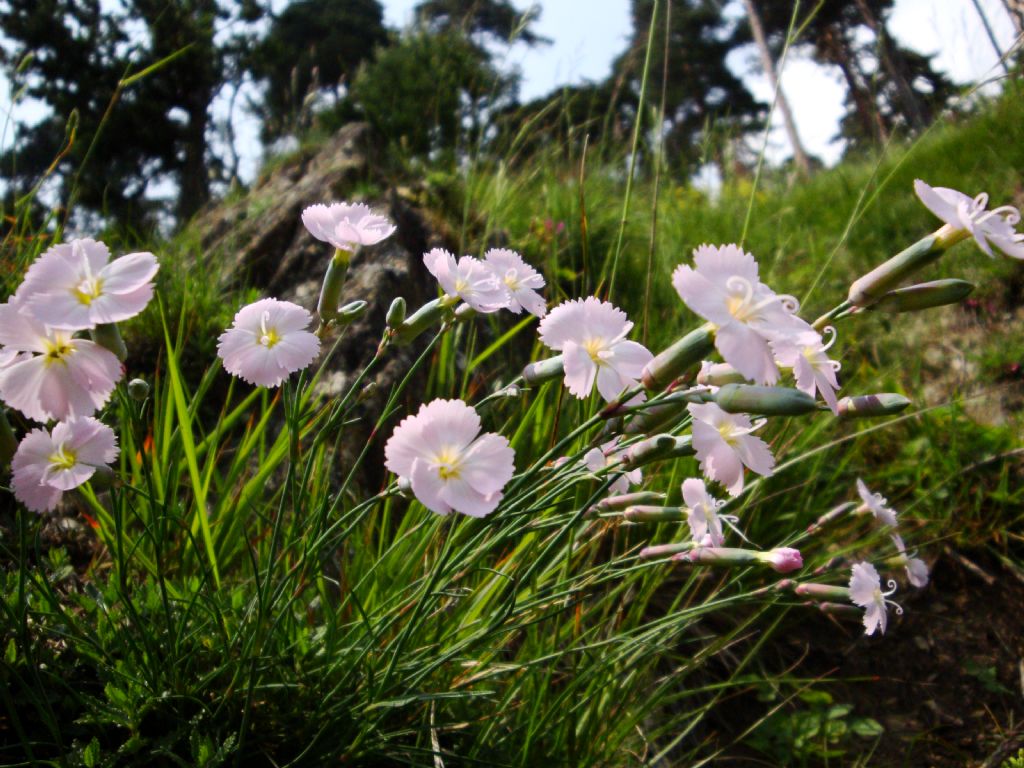 Dianthus sylvestris  / Garofano selvatico